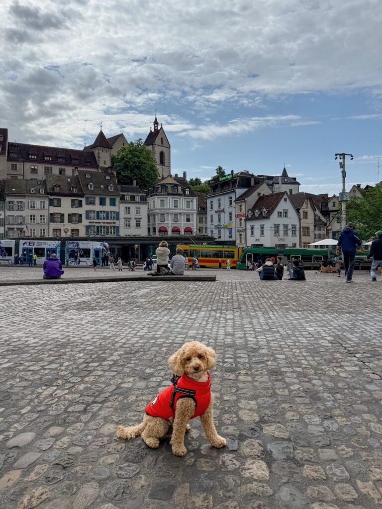 Archie (Scott's dog) enjoying exploring the city of Basel with the WordPress community in June 2025